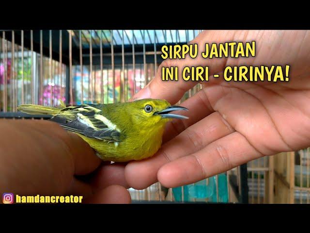 CIRI CIRI BURUNG SIRTU JANTAN DAN BETINA