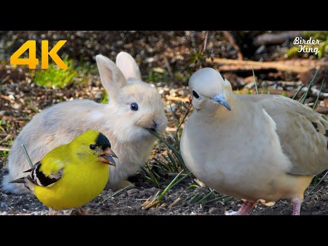Cat and Dog TV 4KBaby Bunnies and Bird FriendsCalming Pets with Garden Birds, Squirrels, Pigeons