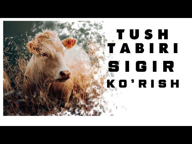 Tushda Sigir Ko'rish Tabiri