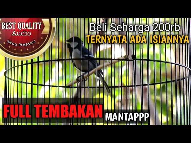 Gelatik Batu Gacor Full Isian TEMBAKAN TAJAM JERNIH MANTAP - Milik Om Iput