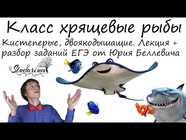 Класс хрящевые рыбы. Акулы. Двоякодышащие, кистеперые. Лекция и разбор заданий от Юрия Беллевича