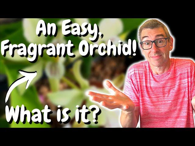 An Easy-to-Grow Fragrant Orchid! What could it be?