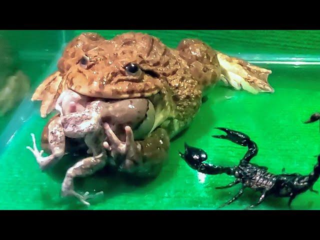 Big Bullfrog Eats Big Rain Frog & Poisonous Scorpion!