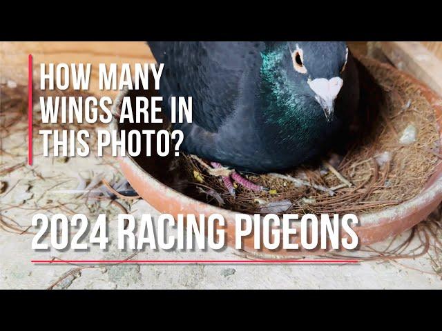 2024 breeding racing pigeons update