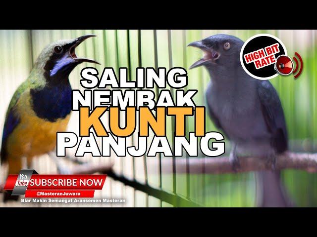  Kompilasi Saling Nembak Kunti ️Cucak Cungkok Vs Srigunting Abu Abu Full Isian Kunti