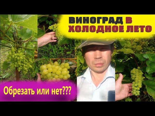 Обрезка винограда летом для начинающих.