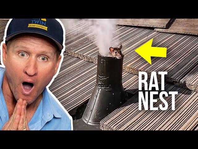 The SMOKE that gets RID of RATS...Fast