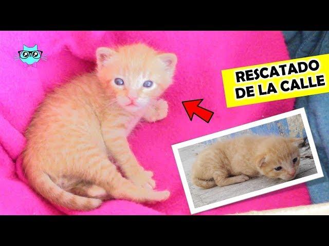 ADOPTE UN GATITO!