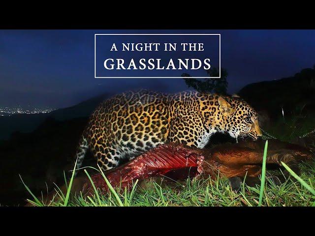 A Night in the Grasslands