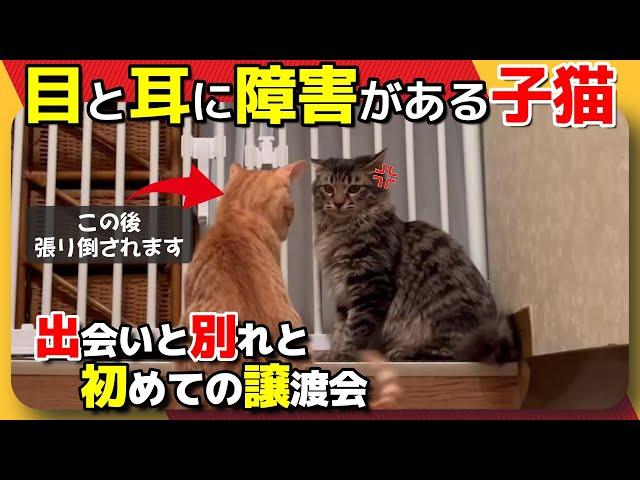 【神戸保護猫】目と耳に障害がある子猫 出会いと別れと譲渡会デビュー