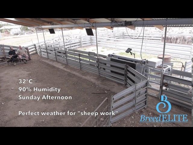 How Sheep Work Should Be | BreedELITE Sheep System