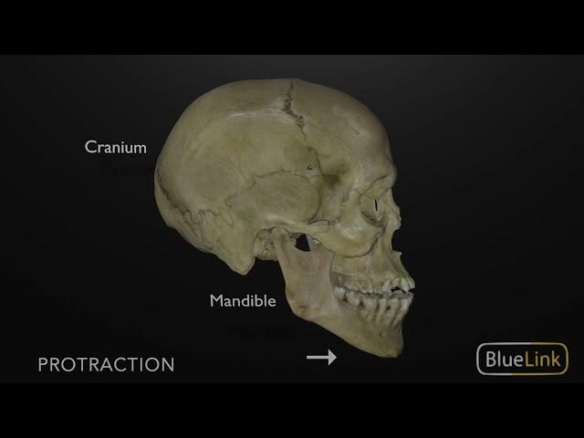 Protrusion and Retraction of the Mandible