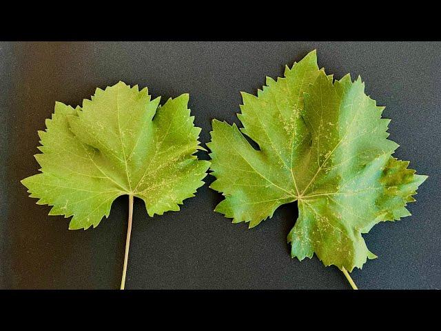 It is healing for hundreds of ailments. Amazing benefits of vine leaves.