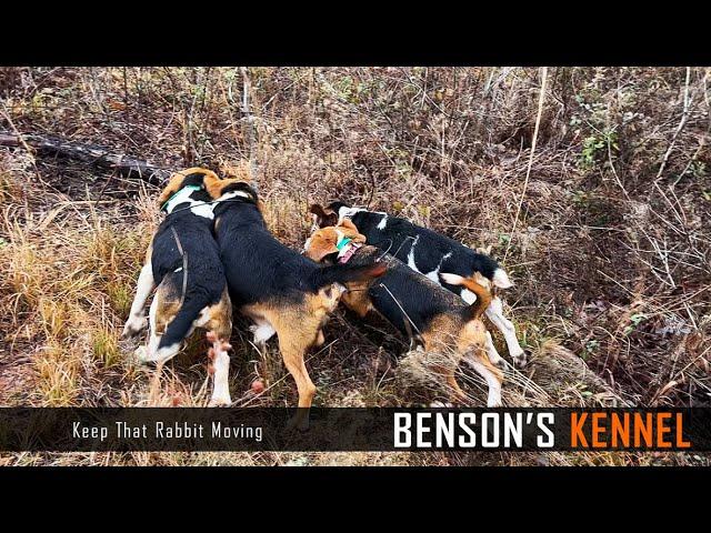 Keep That Rabbit Moving | Beagle Run