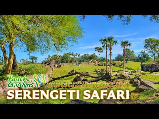 Zoo Tours: Serengeti Plain & Safari | Busch Gardens Tampa Bay