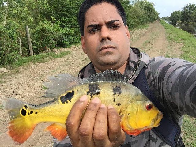 Guyana's Freshwater Fishes