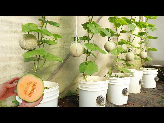 Growing cantaloupe at home large and sweet fruit - Special hanging melon growing method