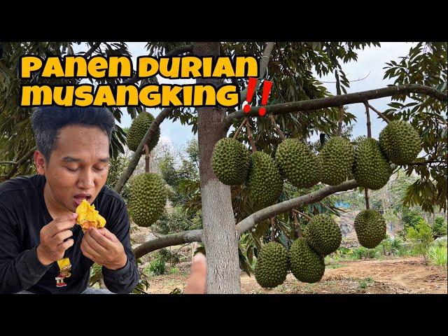 PANEN DURIAN MUSANGKING JOGJA LANGSUNG SANTAP ‼️