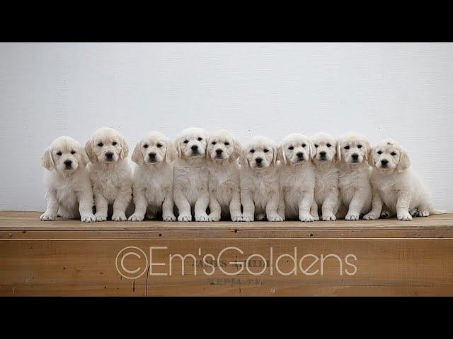 A day in the life with 10 Golden retriever puppies (puppy culture)