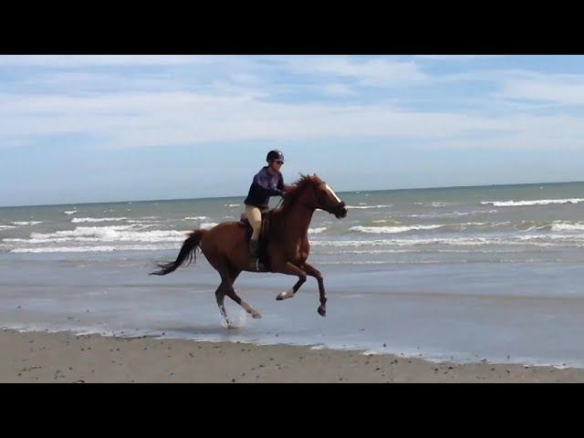 galloping my ex-racehorse on the beach 2014