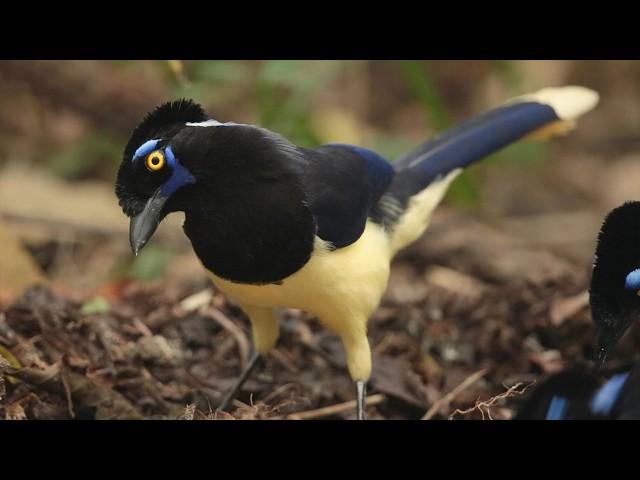 Natural Sounds Of The Atlantic Rainforest | The Wild Place | BBC Studios