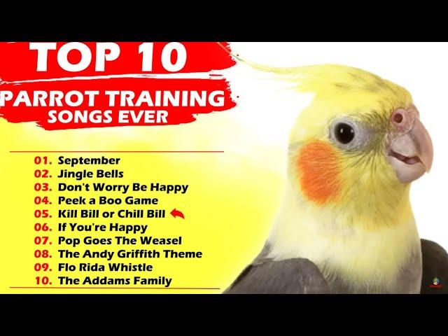 TOP 10 PARROT TRAINING SONGS EVER Whistle Training Teach Your Bird Cockatiel Singing Budgie