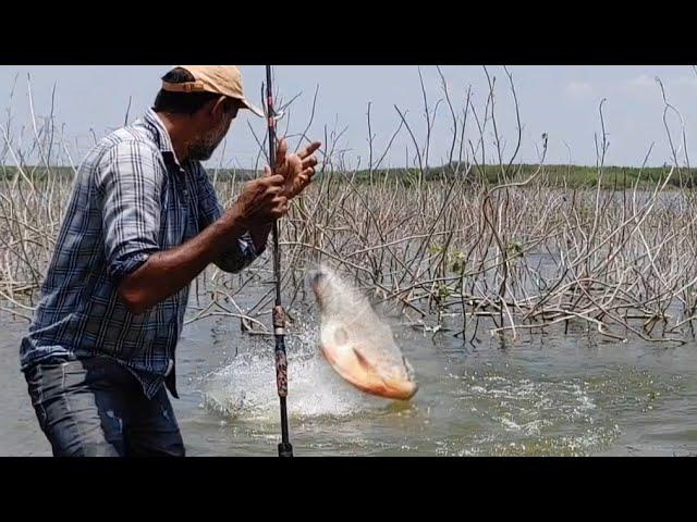 Amazing fishing ||  catching big indian Redbilled fishes (rupchand fish)& Rohu fishes.