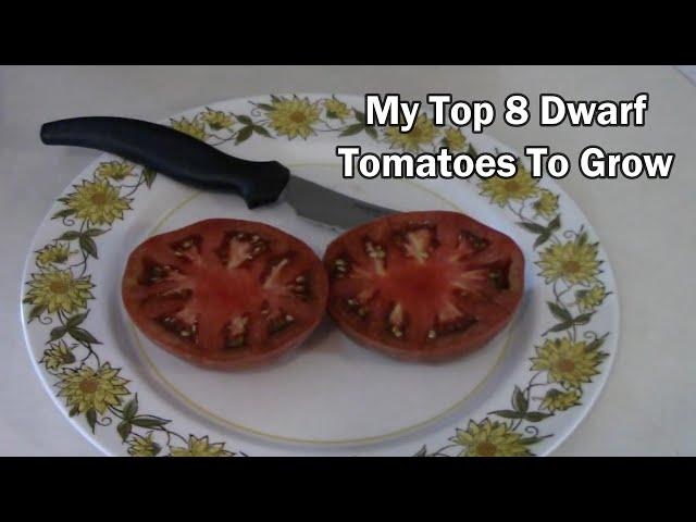 My 8 Top Dwarf Tomato Picks - Taste Tests Included