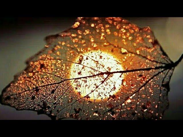 Beautiful Flower / Nature Whatsapp Status Video 