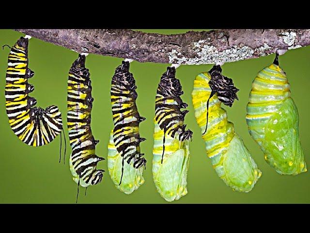 What REALLY Happens When a Caterpillar Turns Into a Butterfly...