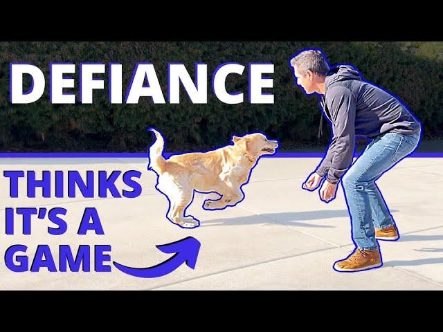 What to do When Your Dog Runs Away and Doesn’t Take You Seriously. Improve Your Recall & Control.