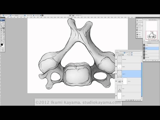 Photoshop Tutorial for Scientific Illustrators: How to begin painting