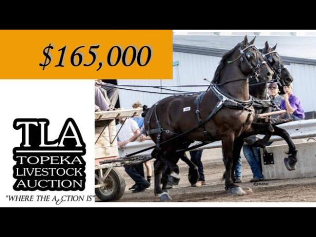 Highest Selling Percheron Gelding at Topeka sells for $165,000!!