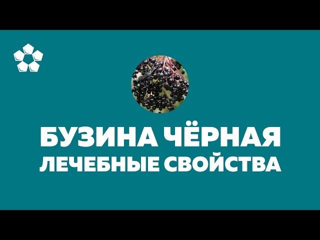 Бузина черная - лечебные свойства