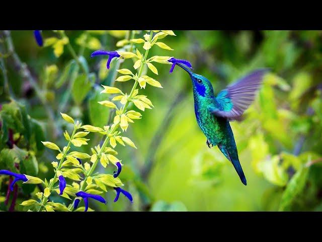 Sons de la Nature pour Dormir, Relaxation, Travailler, se Concentrer | Bruits Nature Forêt Oiseaux