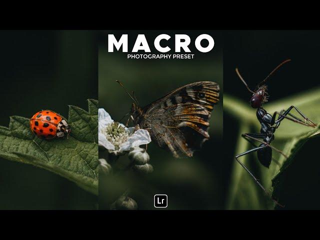 Macro Photography Preset | Lightroom Mobile Preset Free DNG | macro preset | moody green preset