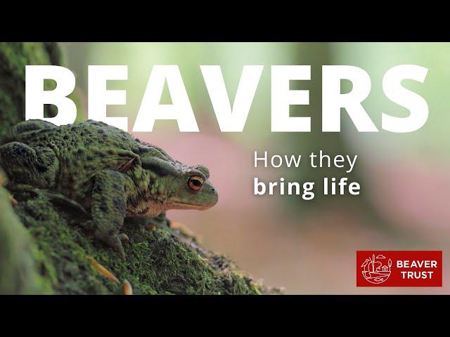 Beavers: How they bring life