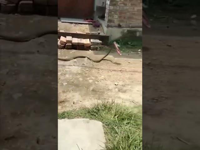 Snake Catches Slipper In Viral Video, Internet Has A Good Laugh