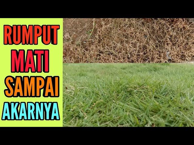 CARA MUDAH MEMBASMI RUMPUT JEPANG YANG MERAJALELA