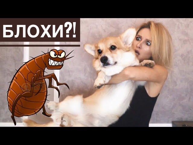 У собаки БЛОХИ? Как мы избавились!