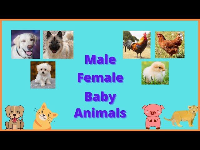 LEARN GENDER OF ANIMALS AND THEIR BABY NAMES | MALE, FEMALE ANIMALS & THEIR BABY NAMES FOR KIDS|