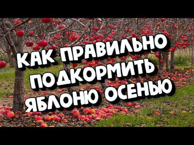 ВЫБОР УДОБРЕНИЙ ДЛЯ ПОДКОРМКИ ЯБЛОНИ ОСЕНЬЮ