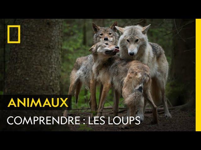 COMPRENDRE : les loups