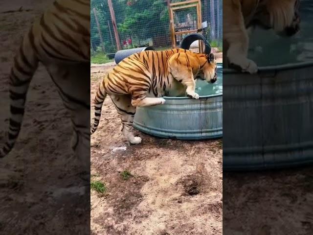 HUGE Tiger Cooling Off! AMAZING