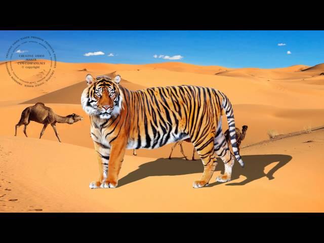 Africa Stylepack for Proshow Producer. Effect Cut Out. Стили Африка.