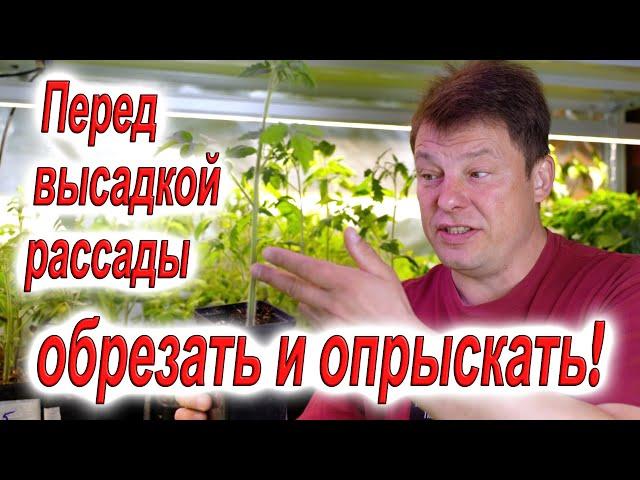 Перед высадкой рассады томатов сделайте так, и рассада вас отблагодарит ранним урожаем