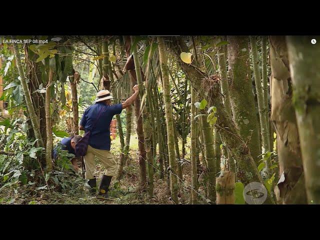 Cultivo de guadua: conozca todos sus cuidados y usos además de las construcciones - La Finca de Hoy