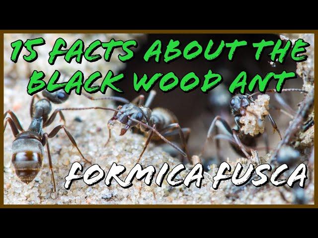 15 Fact About The Black Wood Ant | Formica Fusca