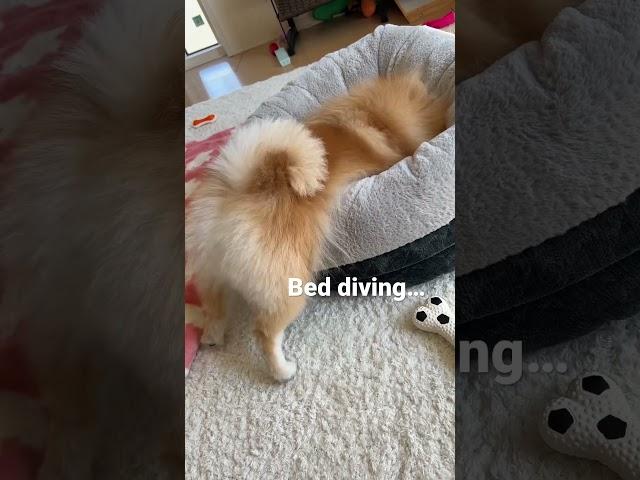 My dogs like weird things… #dog #trending #ytshorts #funnydogs #pomeranian #dogsofyoutube #ぽめらにあん