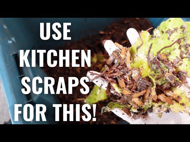 Feeding Composting Worms Watermelon | Worm Compost Tips 2021 [4th Month Update]